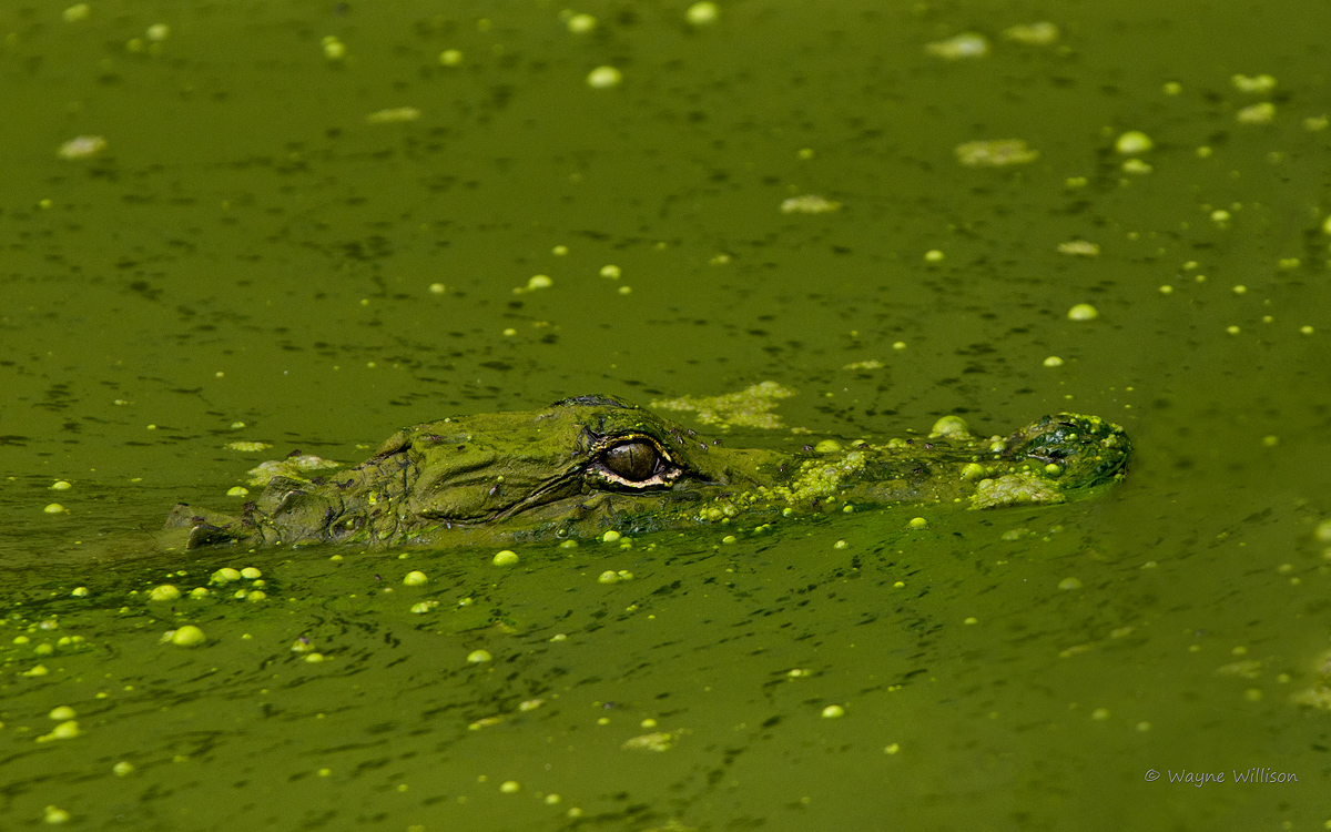 Gator Green