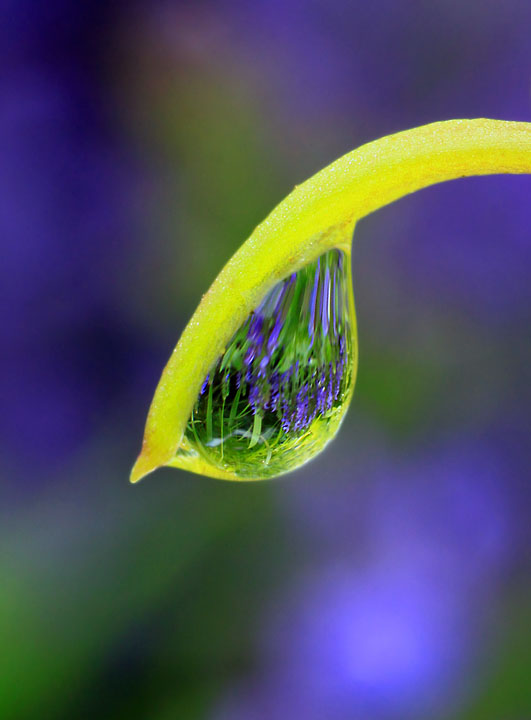 Raindrop garden