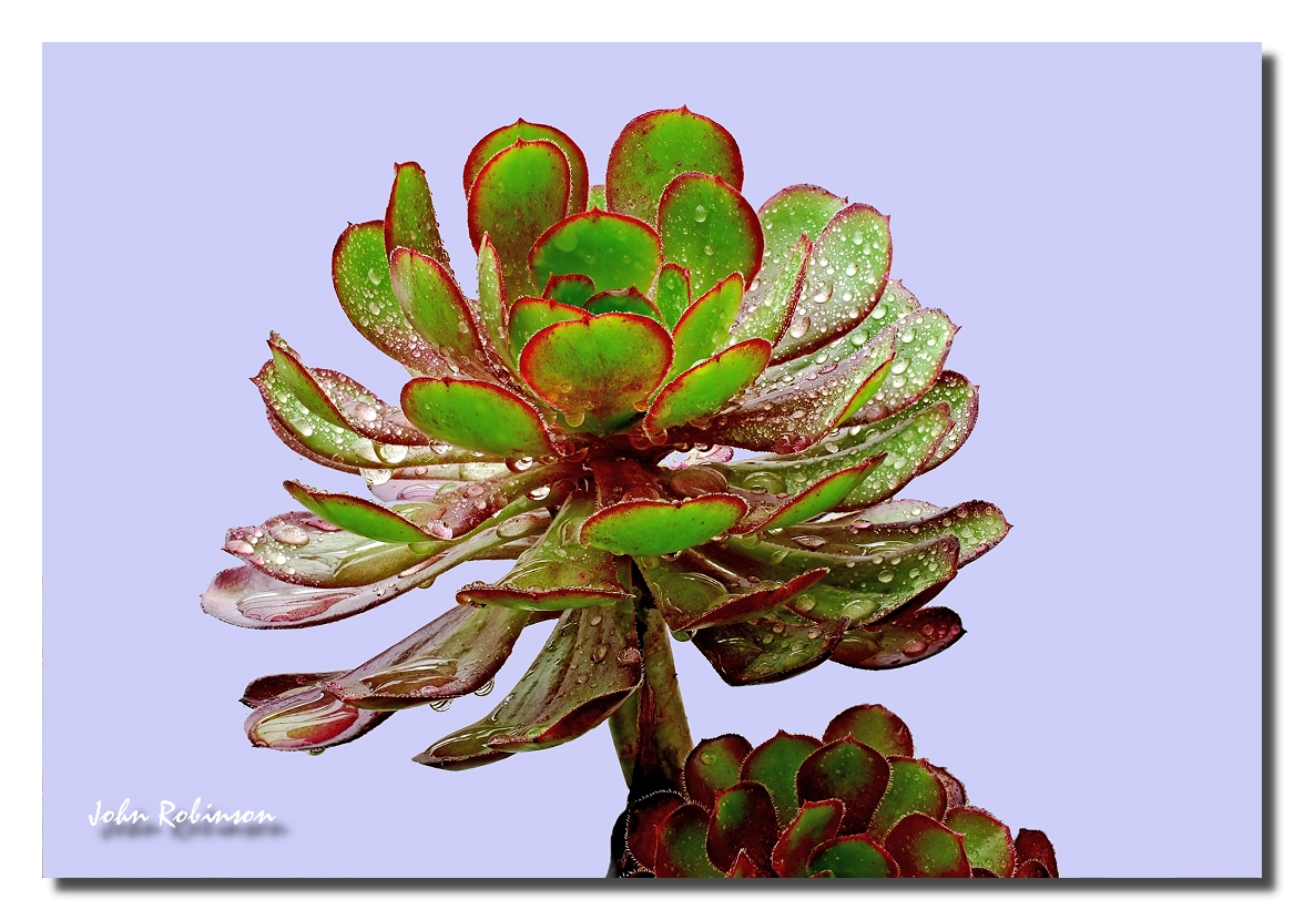 Aeonium