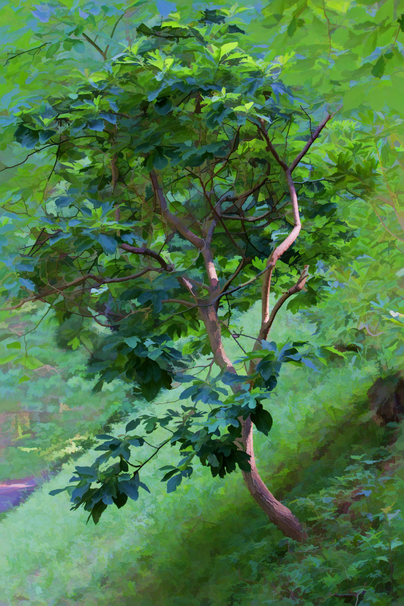 Tree on the Hill