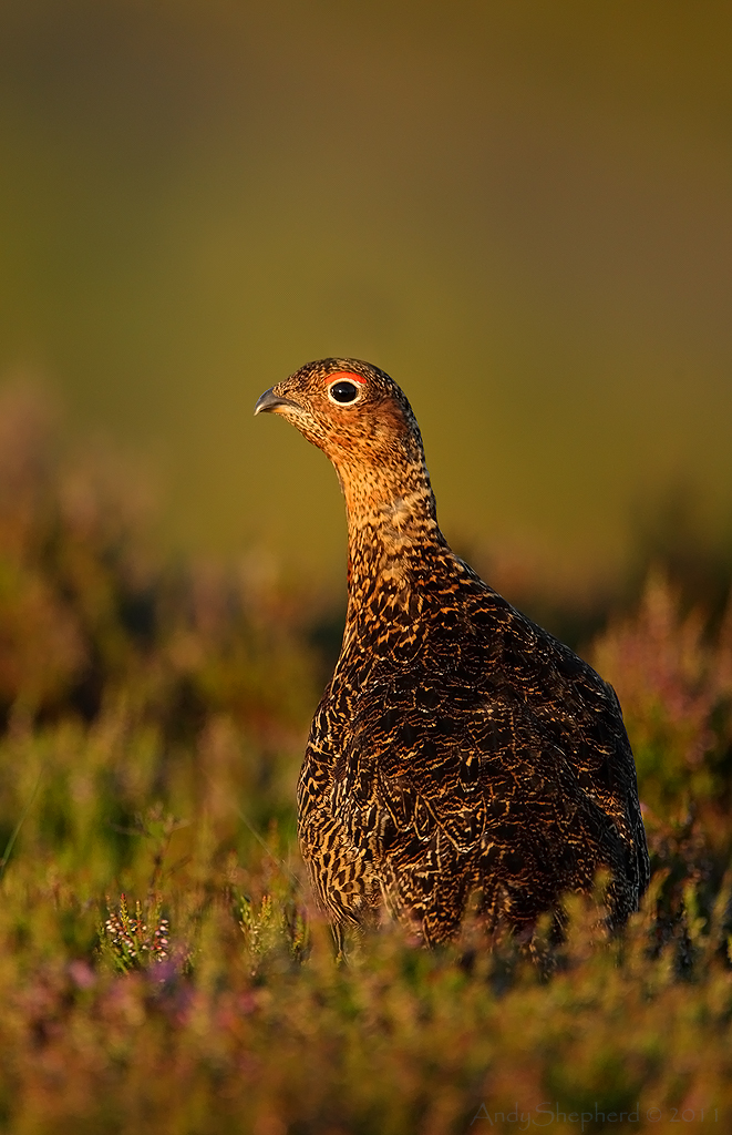 Red Grouse at sunrise