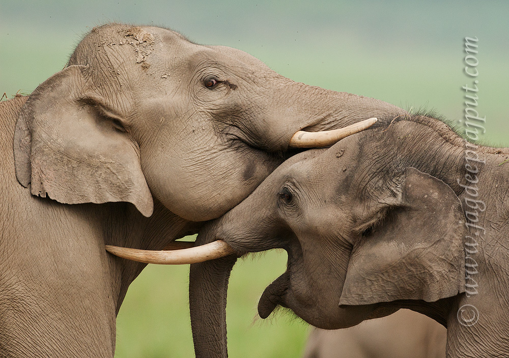 Indian Elephants