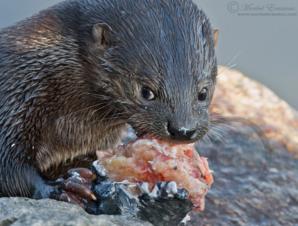 Leave my sushi alone!