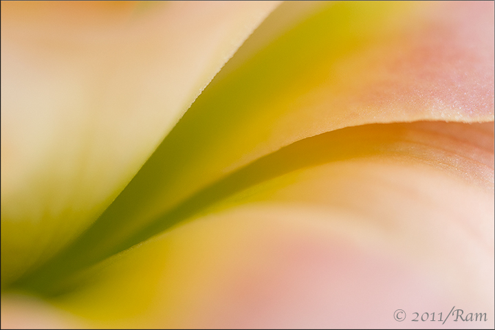 Daylily Abstract