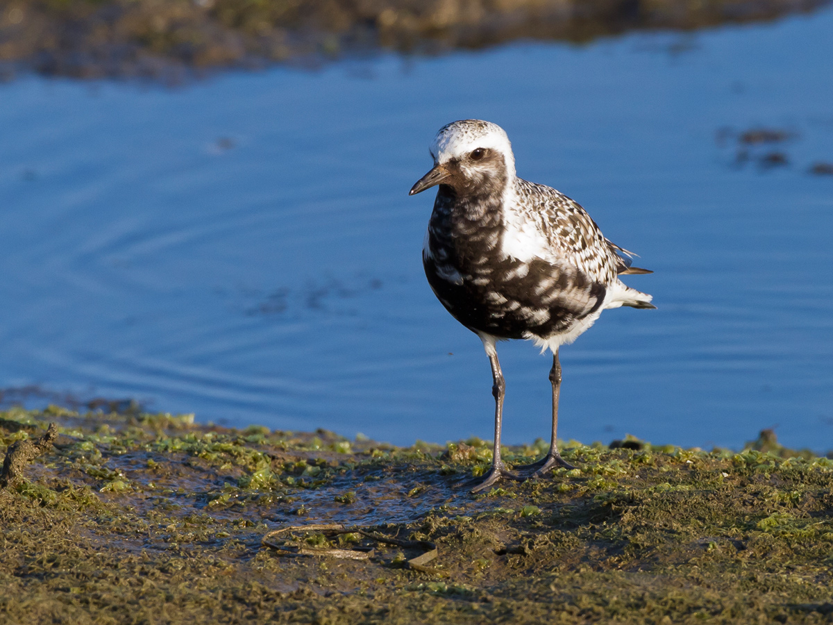 Black-bellied Plover