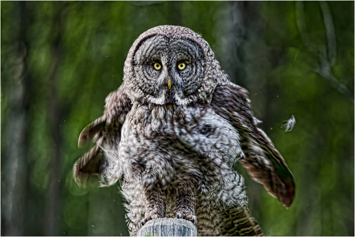 The Great Grey Shuffle
