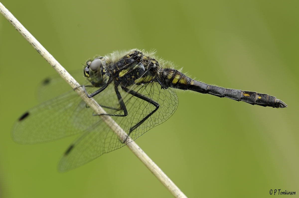 Black Darter