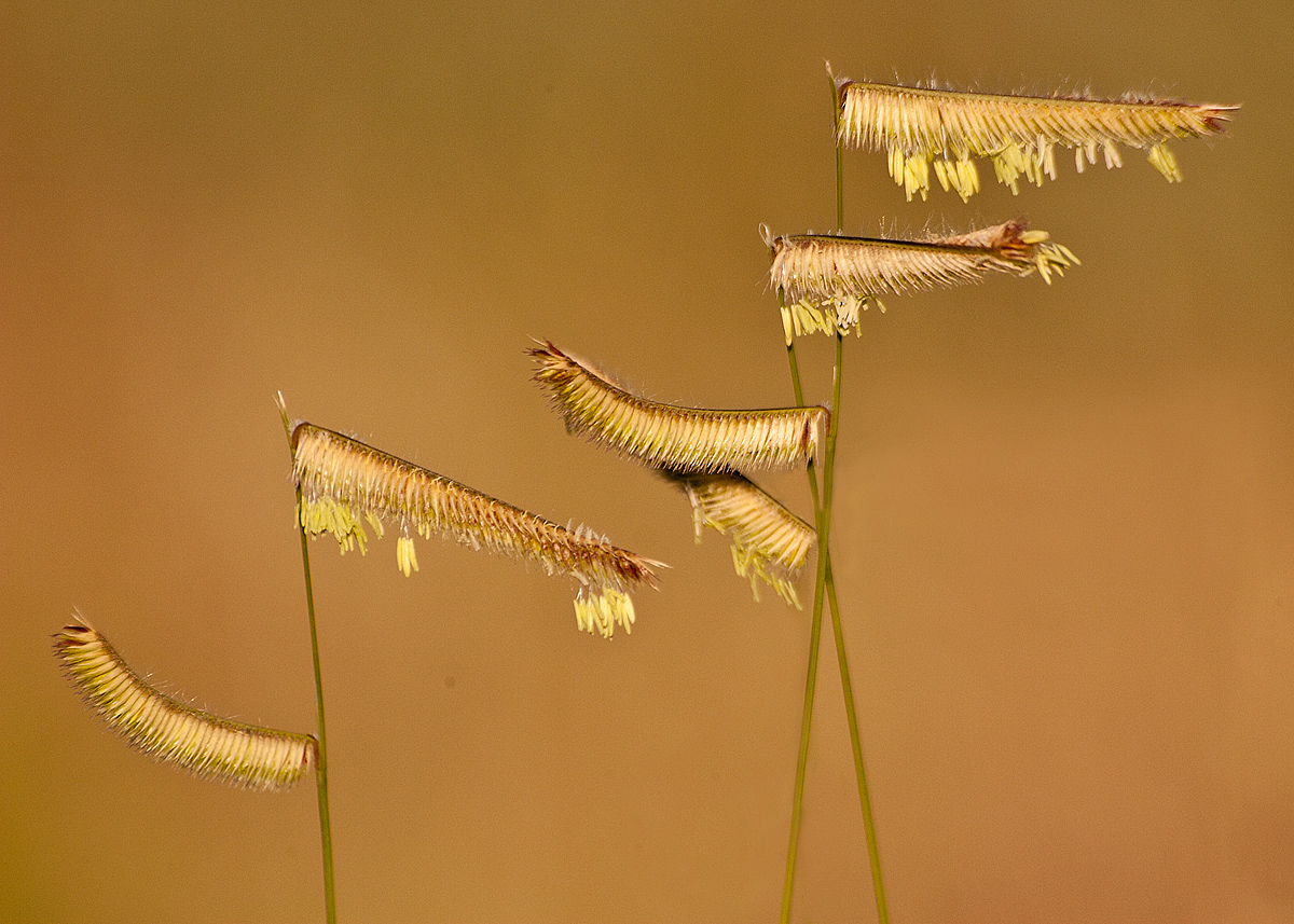 Grass