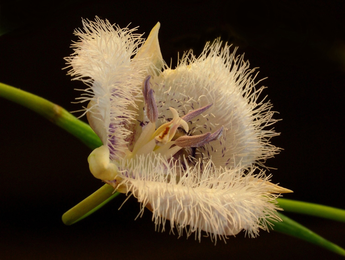 Elegant Cat's Ear
