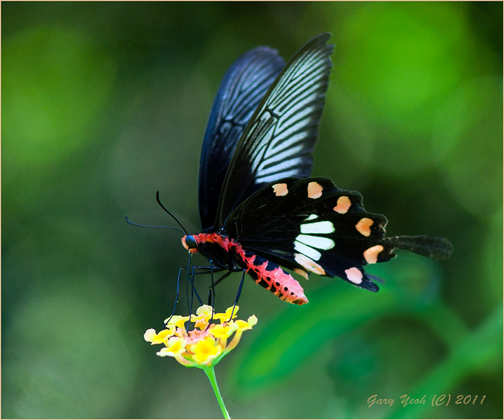 Common Rose