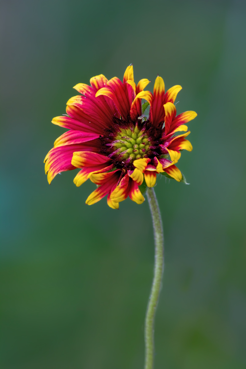 Gaillardia 2