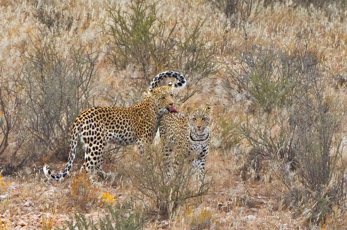 Mothers Love