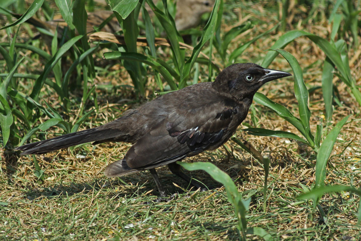 juvenile grackle