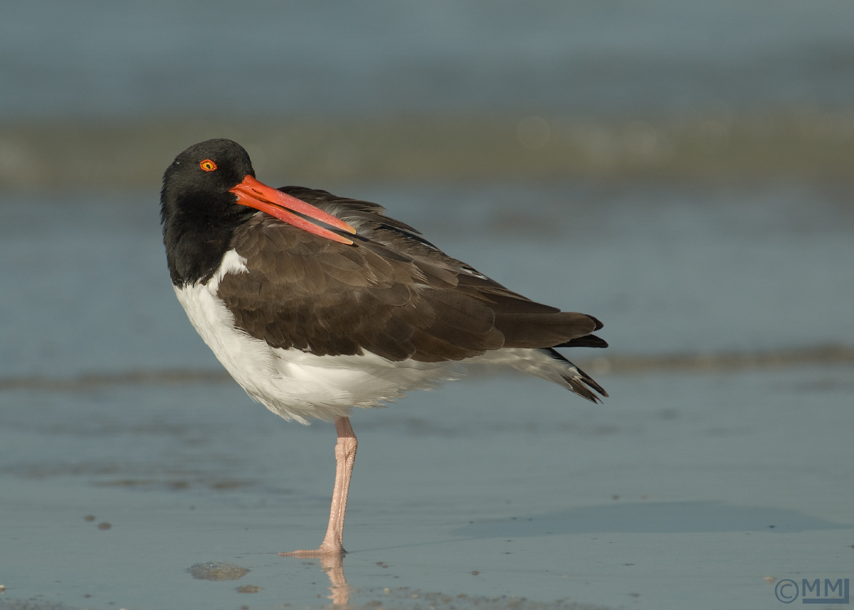 American Oystercarcher