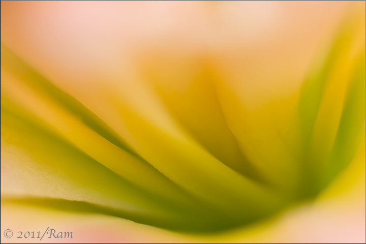 Daylily Abstract 2