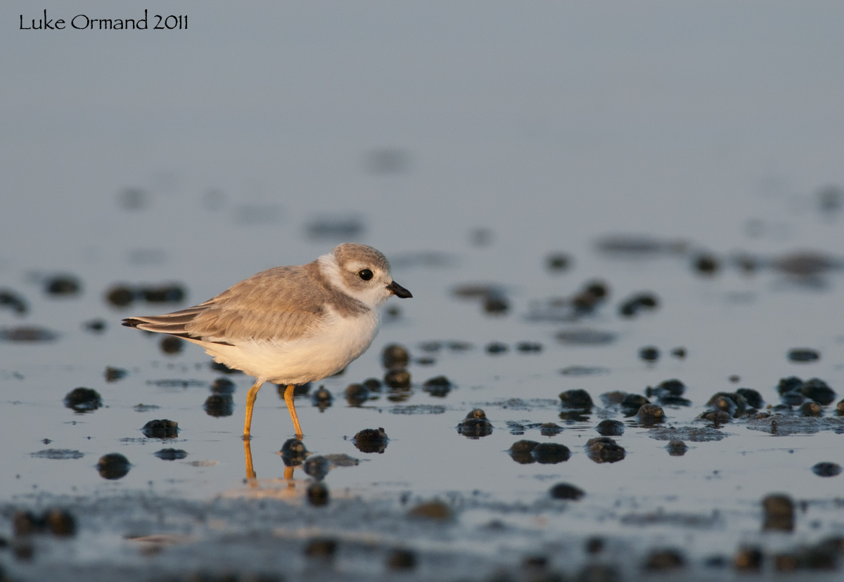 Non-breeding PiPl