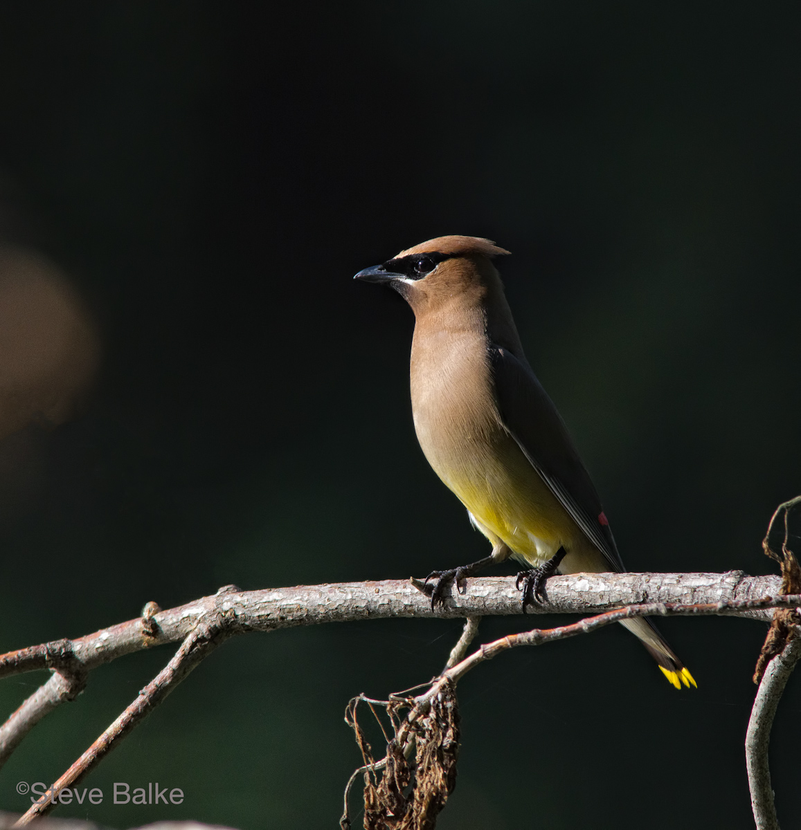 Waxwing+Repost