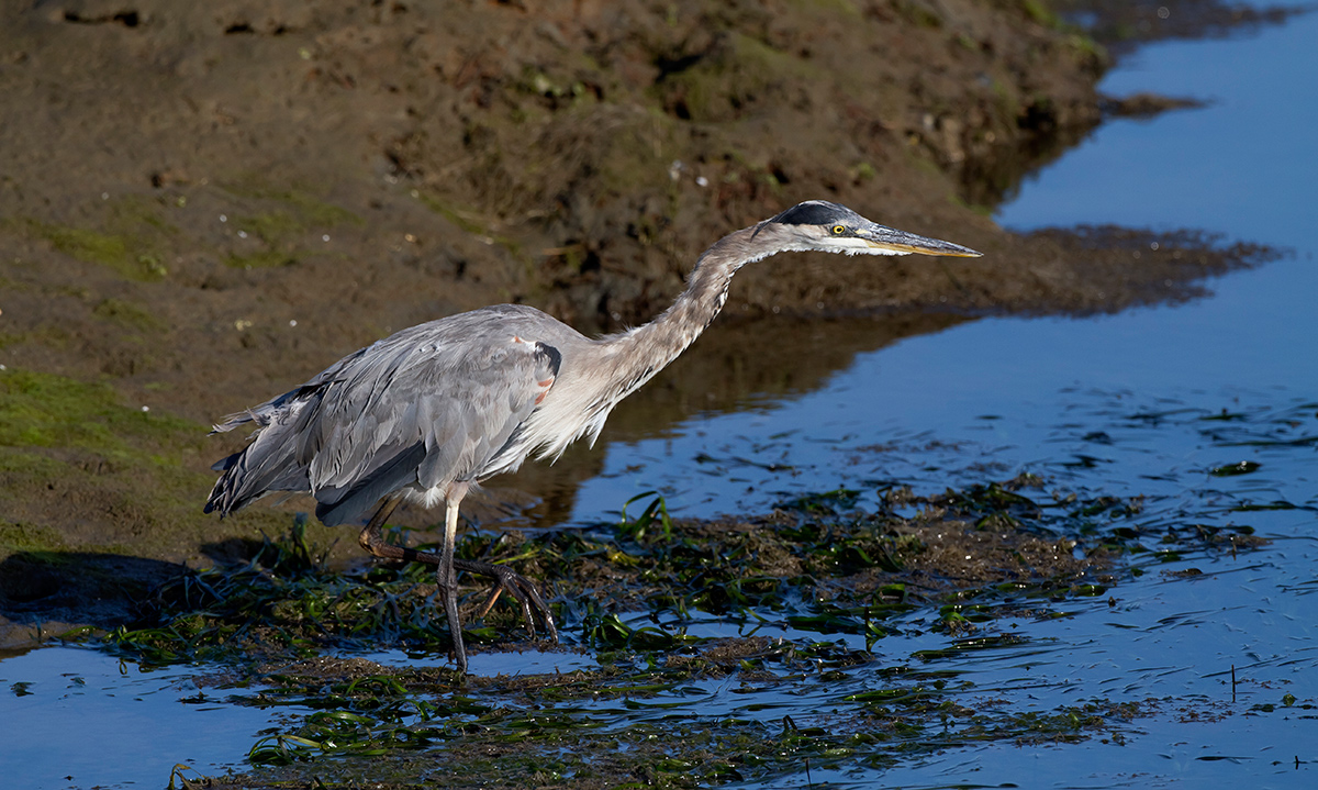 GBH Staring