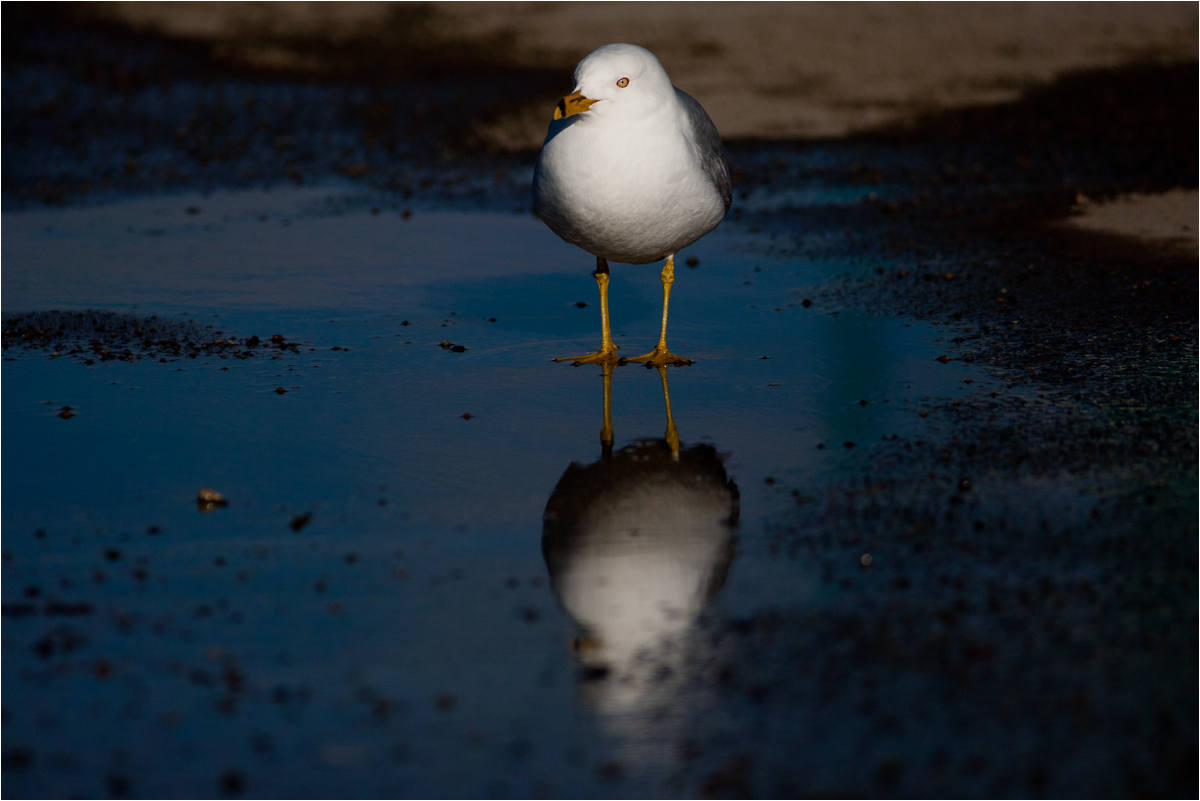 Ring-Billed Standoff