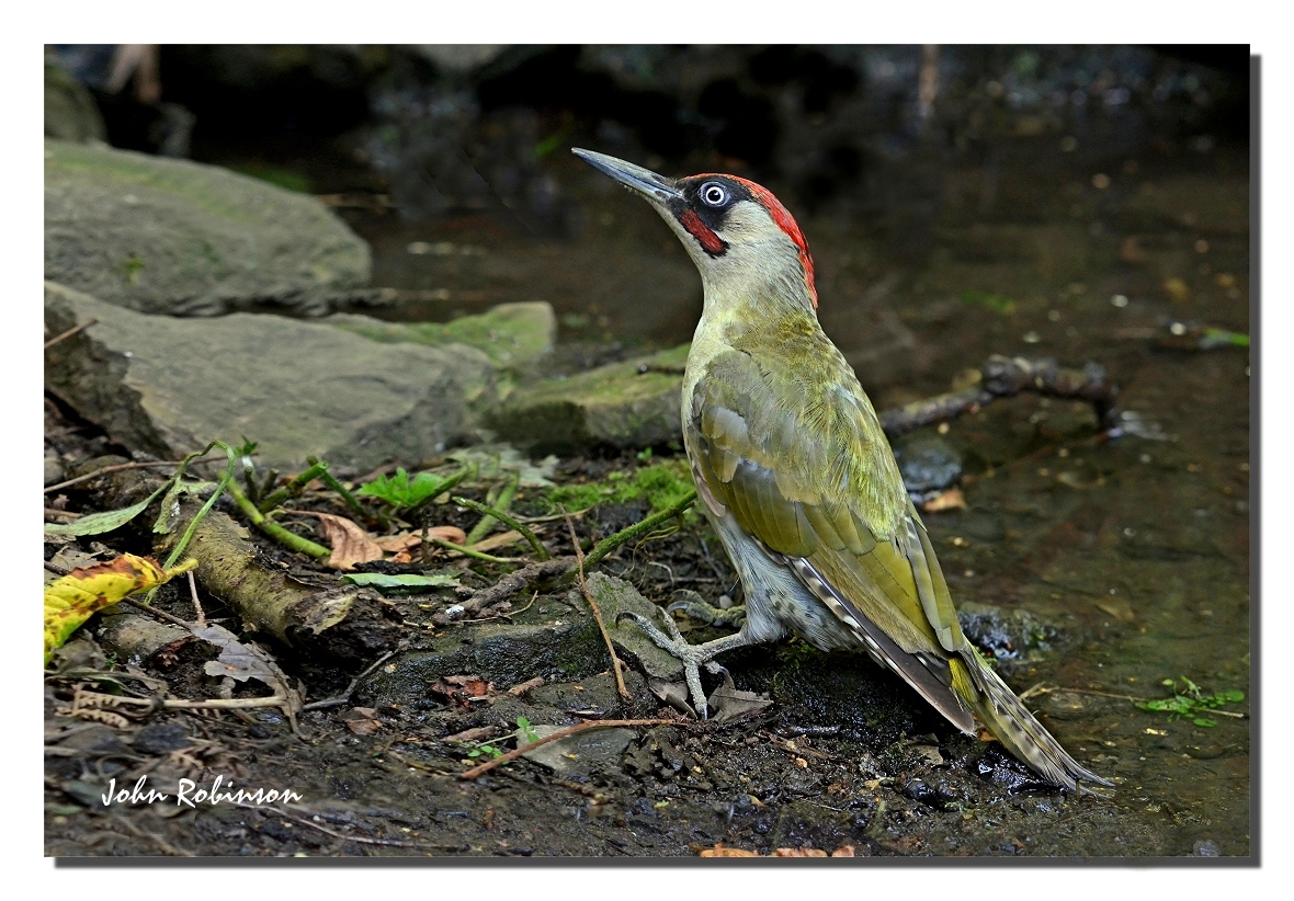 Green Woodpecker + upright