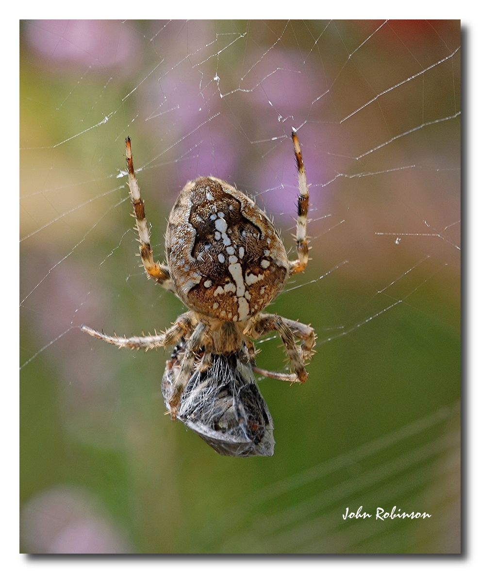 Garden Spider