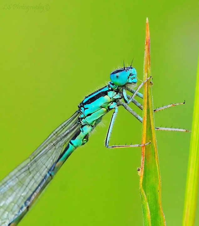 Damsel Fly