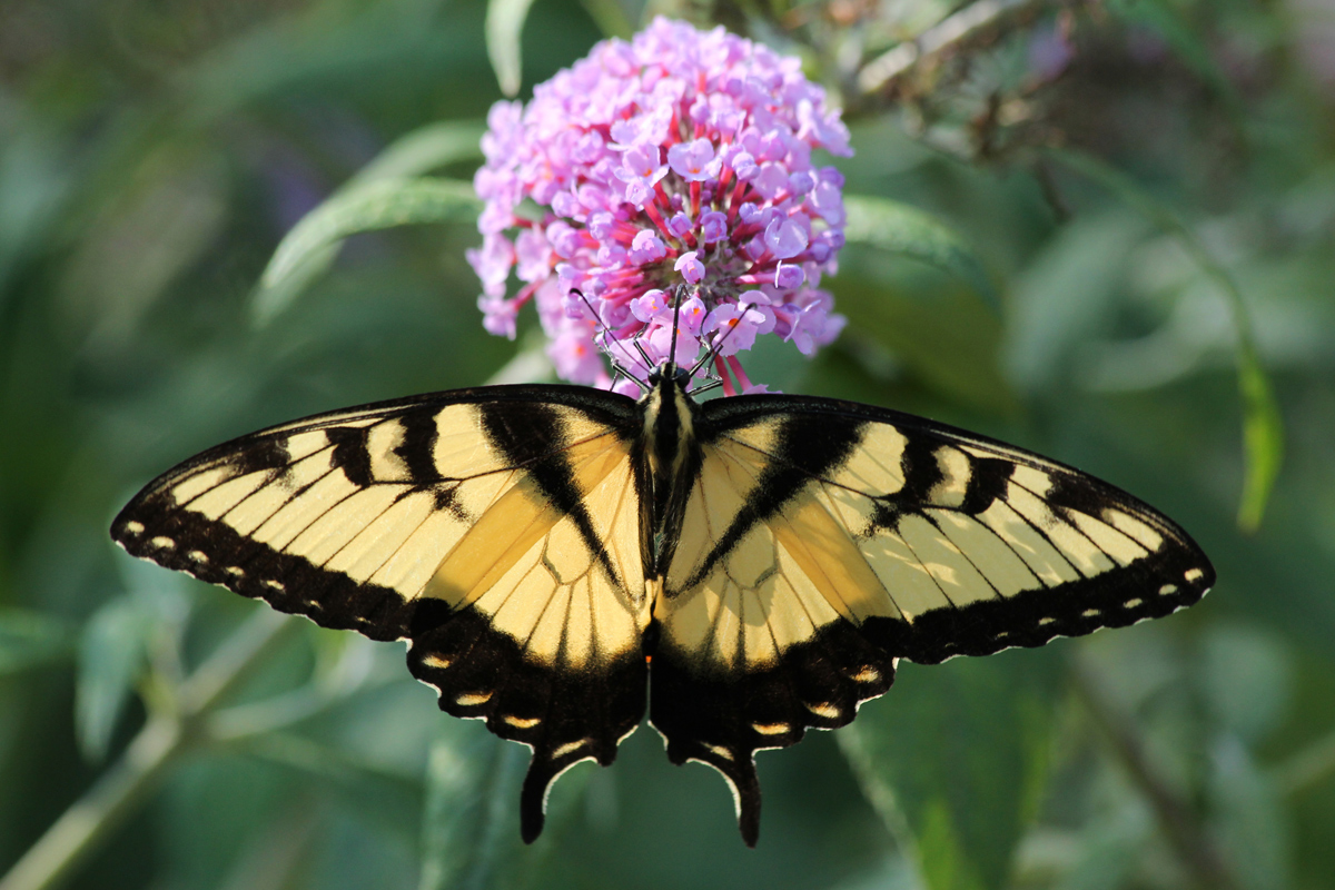 swallow tail