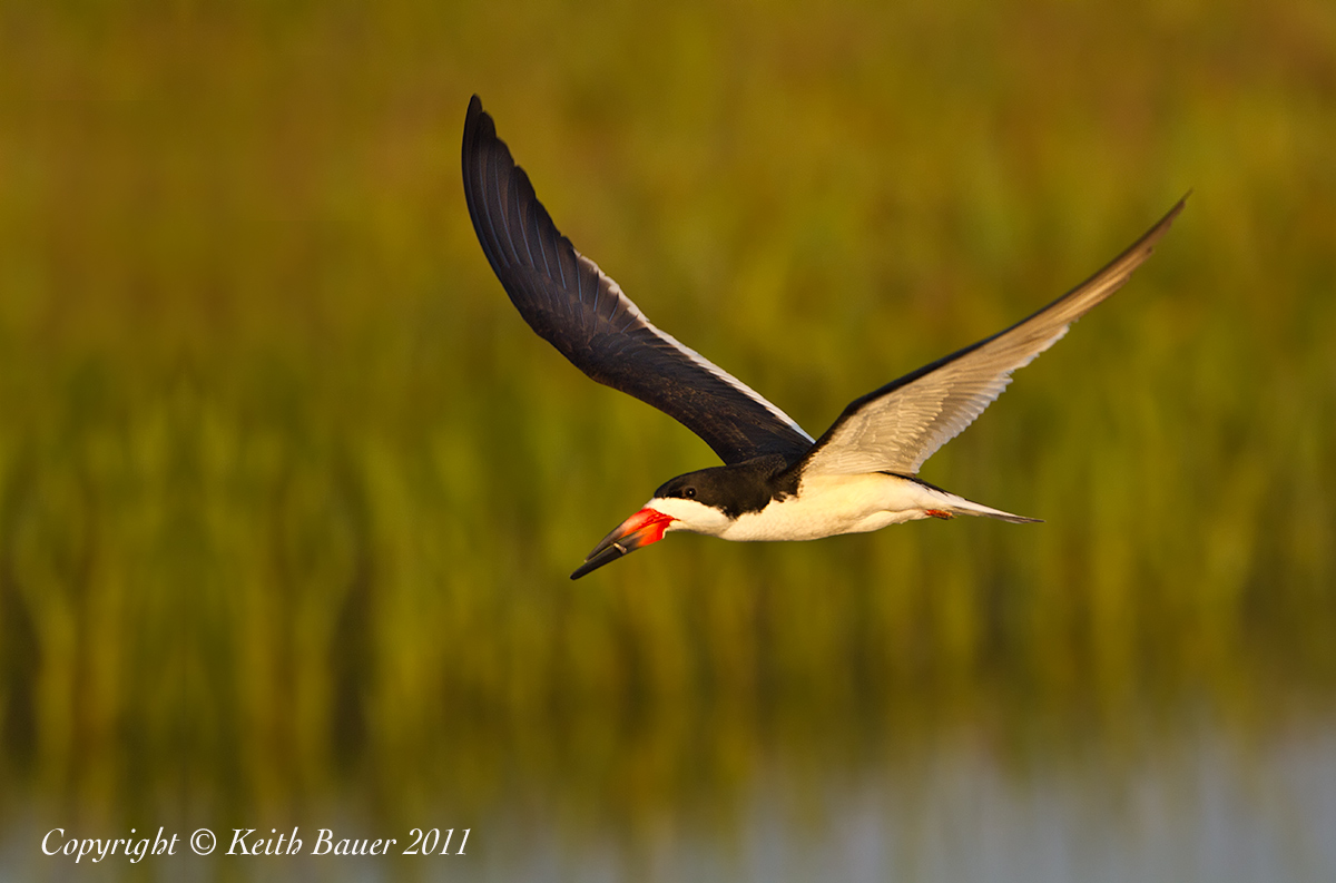 Black Skimmer