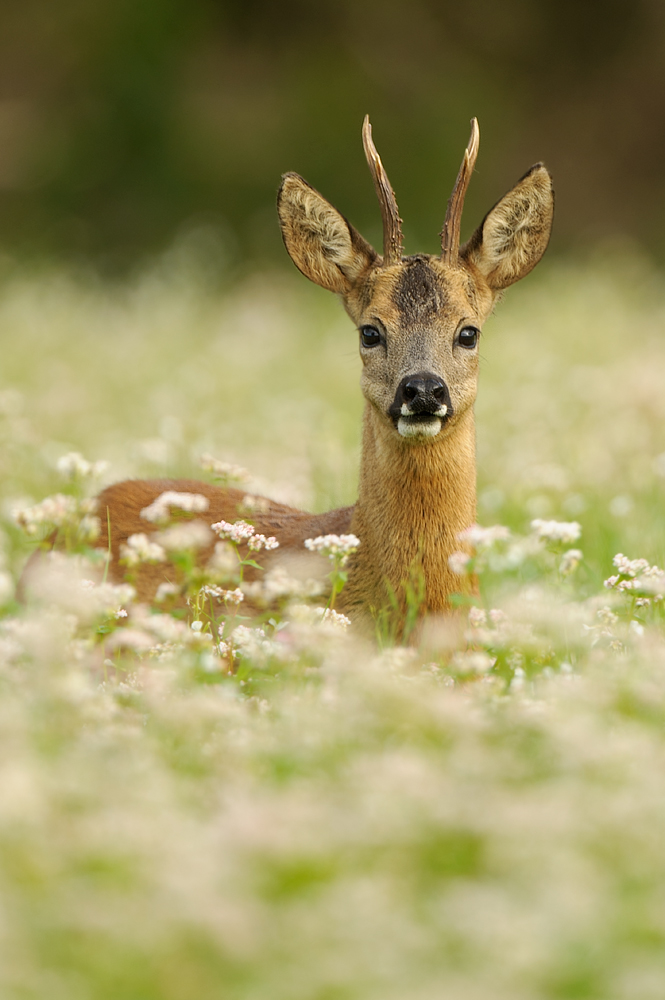 roe buck