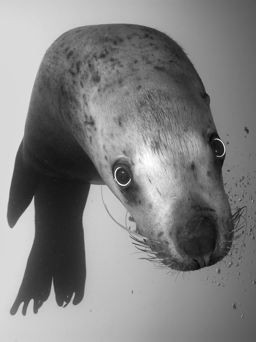 Steller Sea Lion