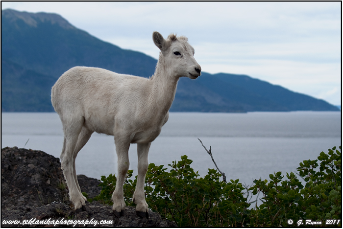 Dall Lamb
