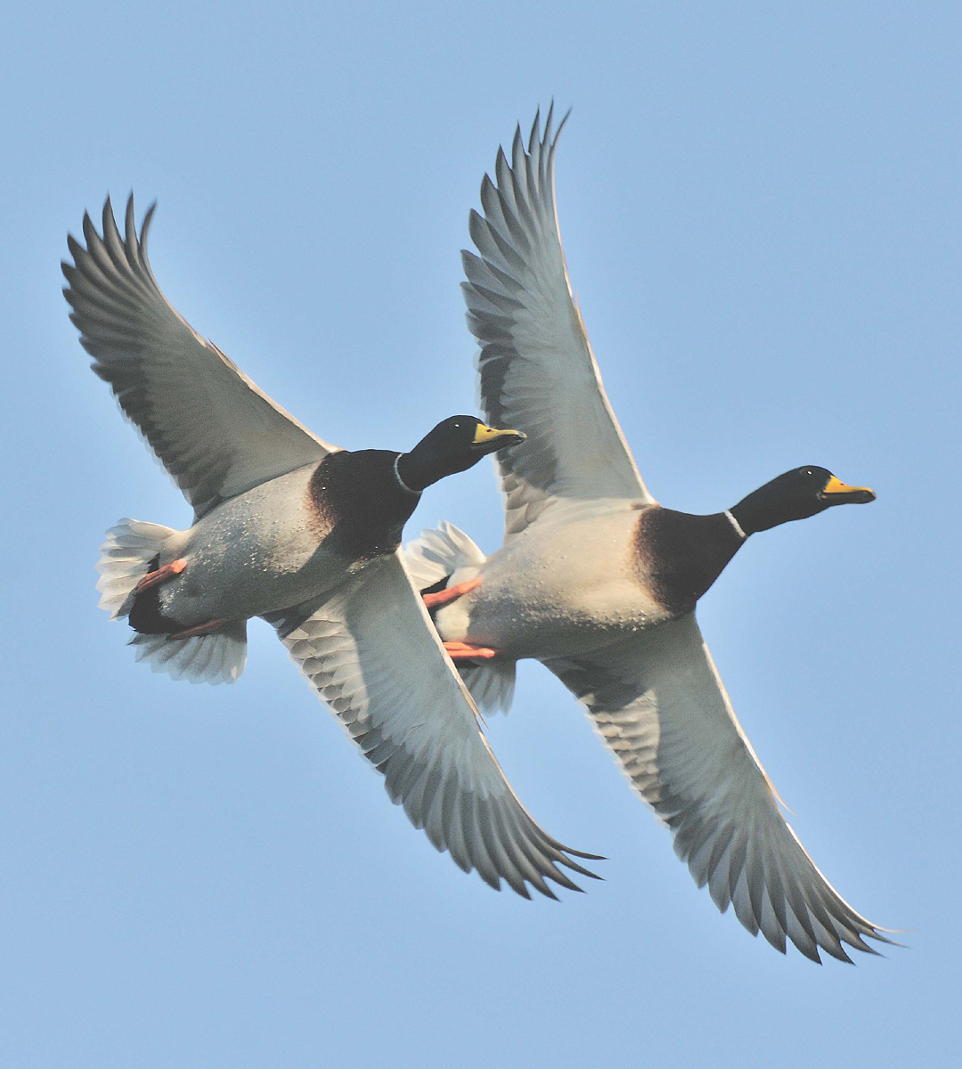 Mallards in tandem+Repost