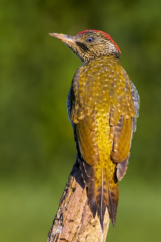 Green Woodpecker