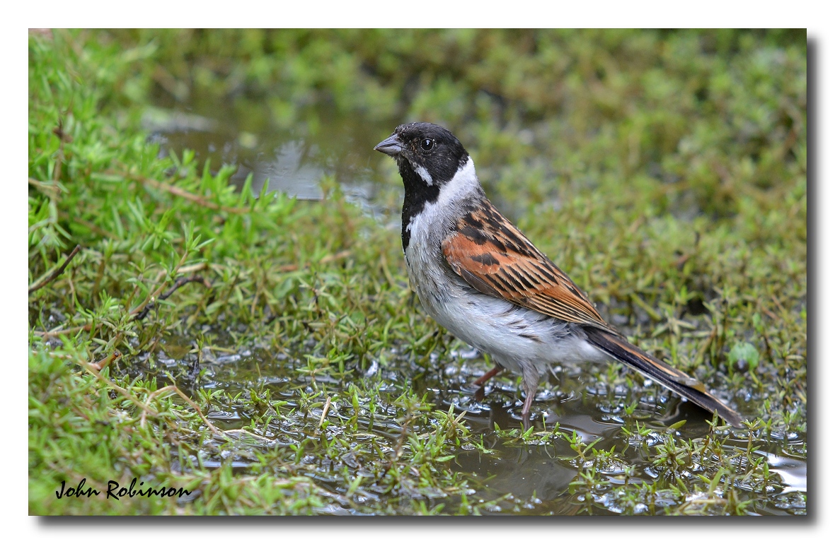 Reed Bunting (Male)