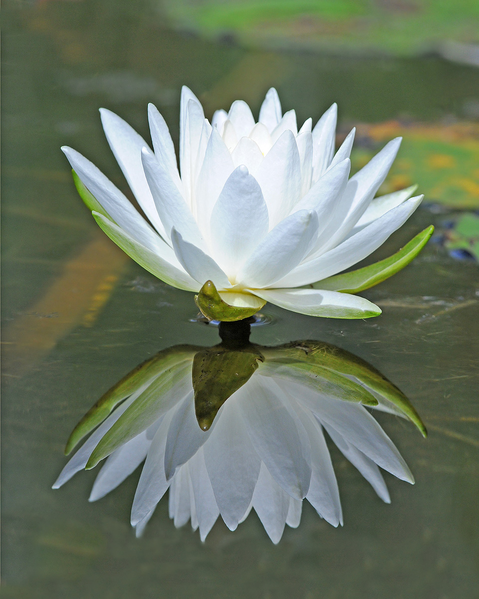 Lily White