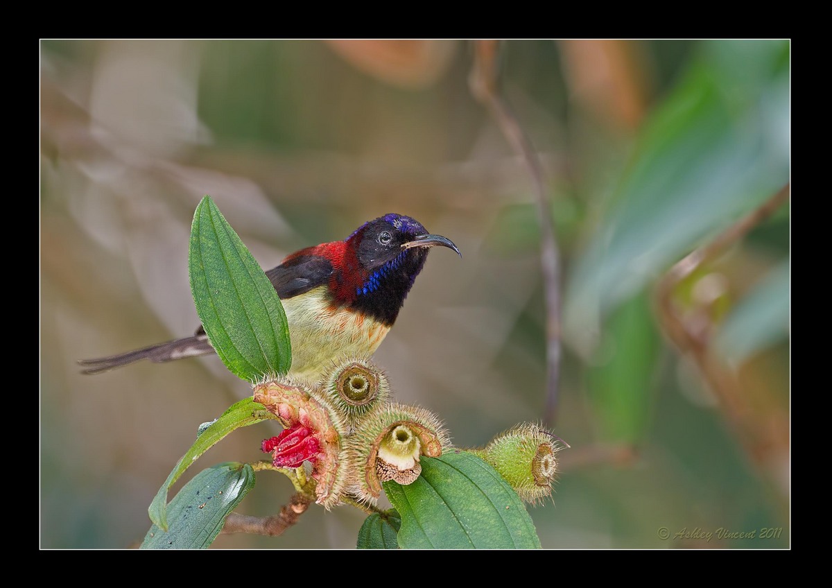 Black Throat