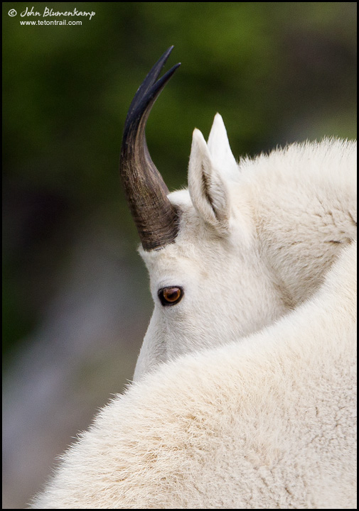 Mountain Goat