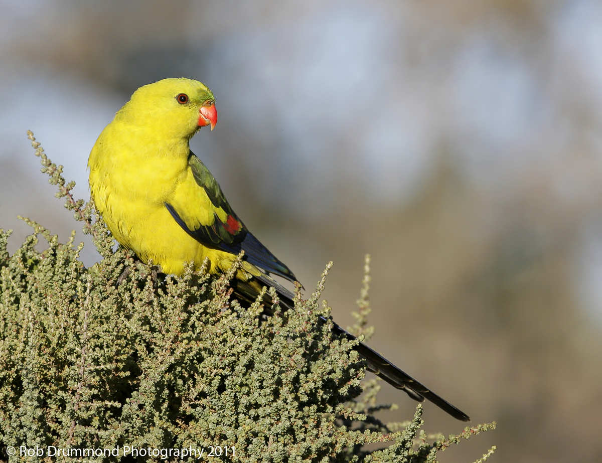 Regent Parrot