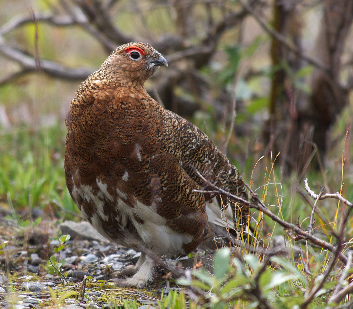 Willow Ptarmigan Male