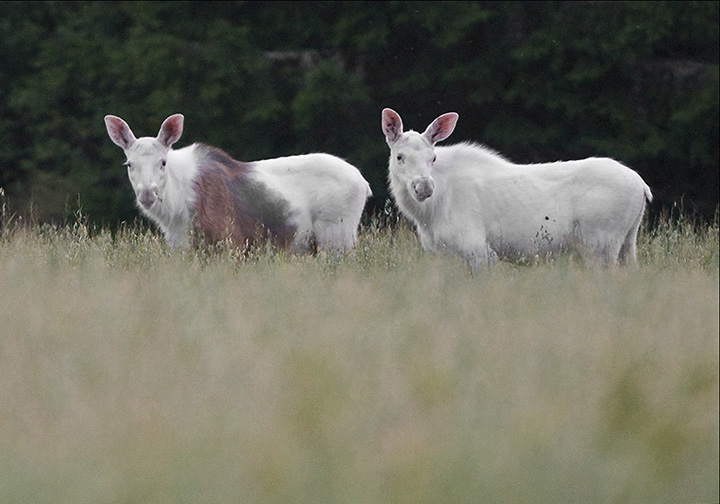 White Moose calves
