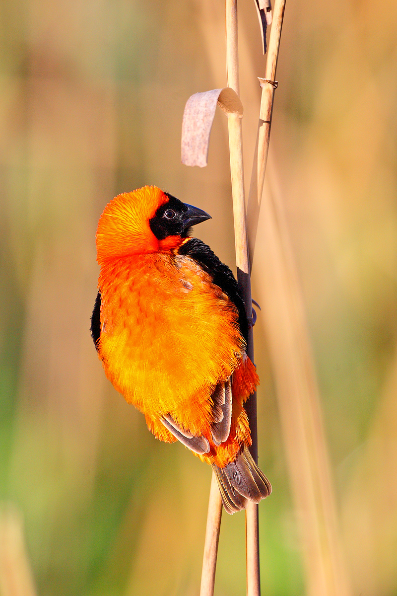 Red Bishop