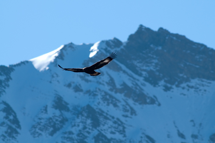 Eagle high in Himalaya