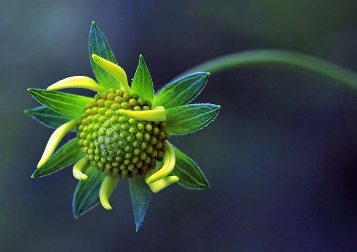 Wild young sunflower
