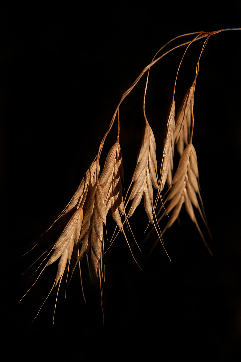 Grass