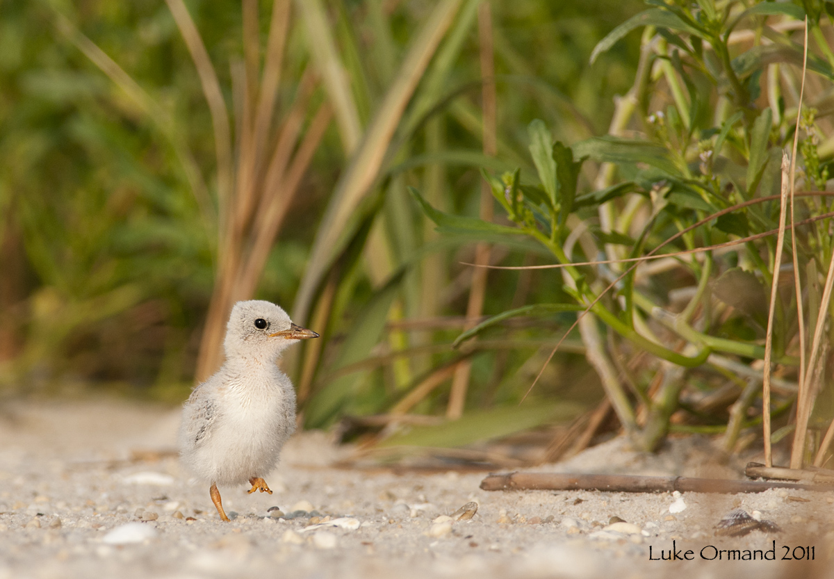 Least Tern Chick
