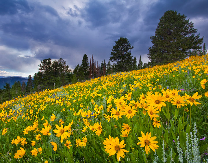 Sunflower Ridge