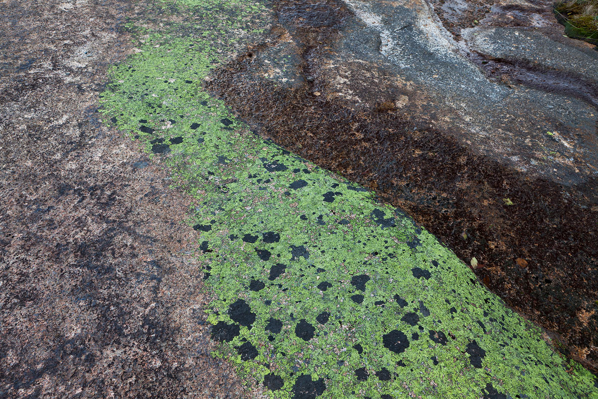 Lichen Trail + Repost