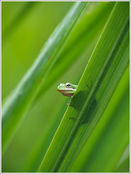 Tree Frog on Sawgrass