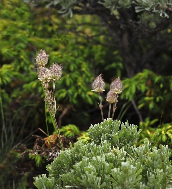 Nature's Combos # 2