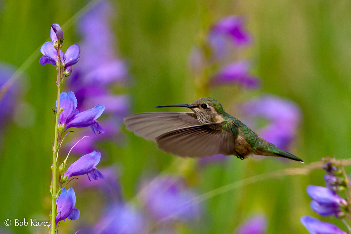 Hummer Delight